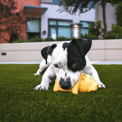 Soft, Safe & Sustainable Pet Artificial Grass Turf