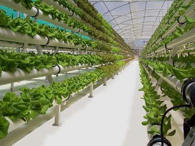 Grow Floor for Growing Plants Indoors or in a Greenhouse